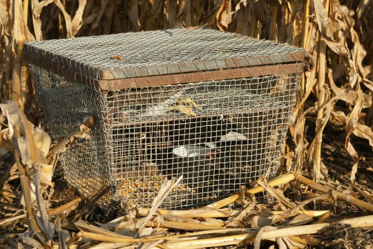 Ein Drahtkorb mit einem Habicht drin, der gefangen wurde | © GLUS