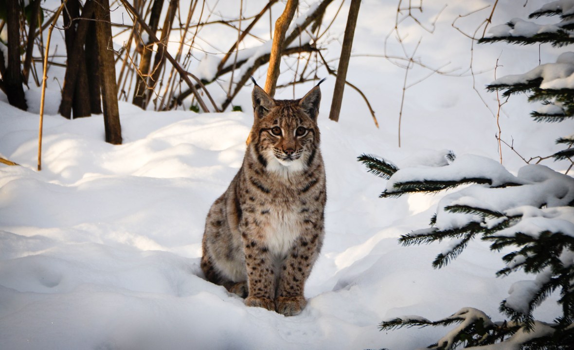 Erwachsener Luchs sitzt im Schnee | © Franziska Baur