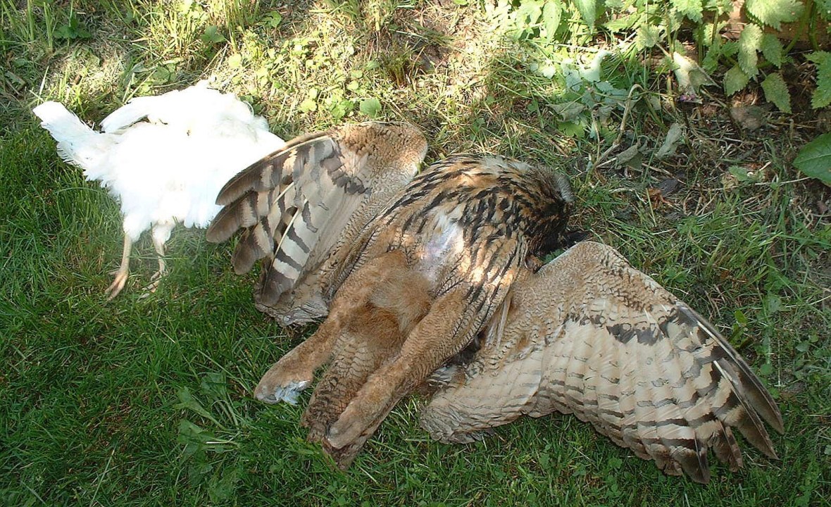 Vergifteter Uhu,  links daneben liegt das vergiftete weiße Huhn | © LBV