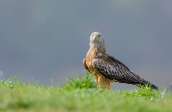 Rotmilan auf Wiese | © Christoph Bosch