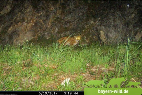 Luchs Alus in der Fotofalle | © GLUS