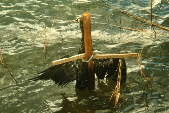 Toter Kormoran am Kreuz | © LBV Bildarchiv