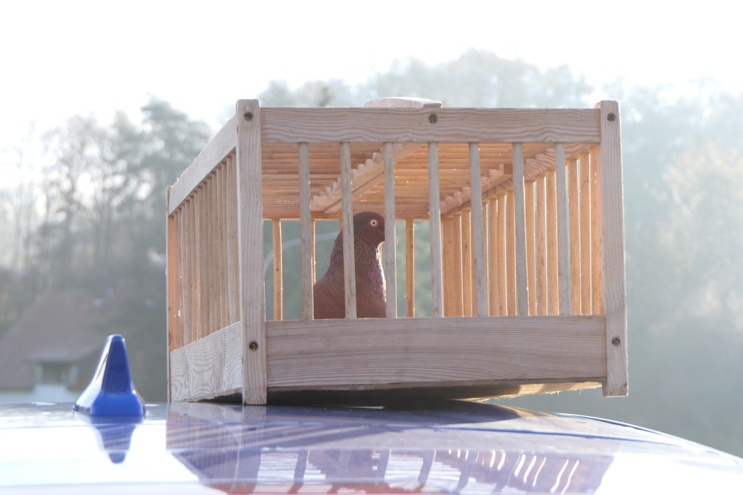 Kamikazetaube aus Nittendorf | © Ferdinand Baer