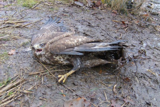 Mäusebussard liegt am Boden und ist mit dem Bein in einem Tellereisen gefangen | © Komitee gegen den Vogelmord e.V.