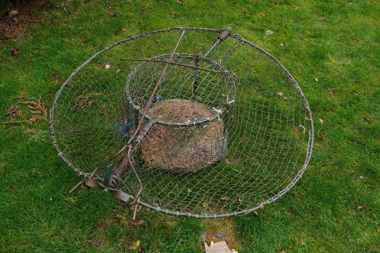 Habichtfangkorb auf einer grünen Wiese | © Komitee gegen Vogelmord