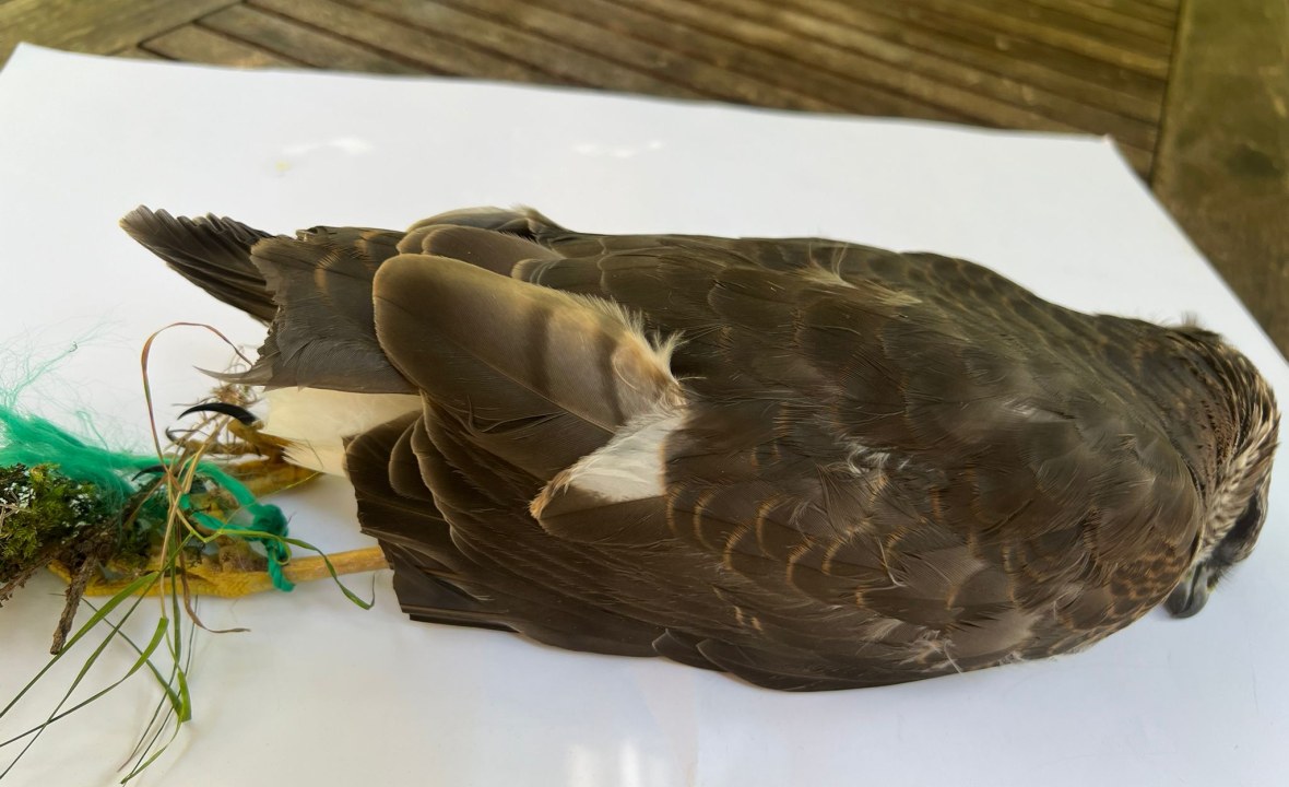 Sperber Tatort Natur Weiden | © Zeno Bäumler