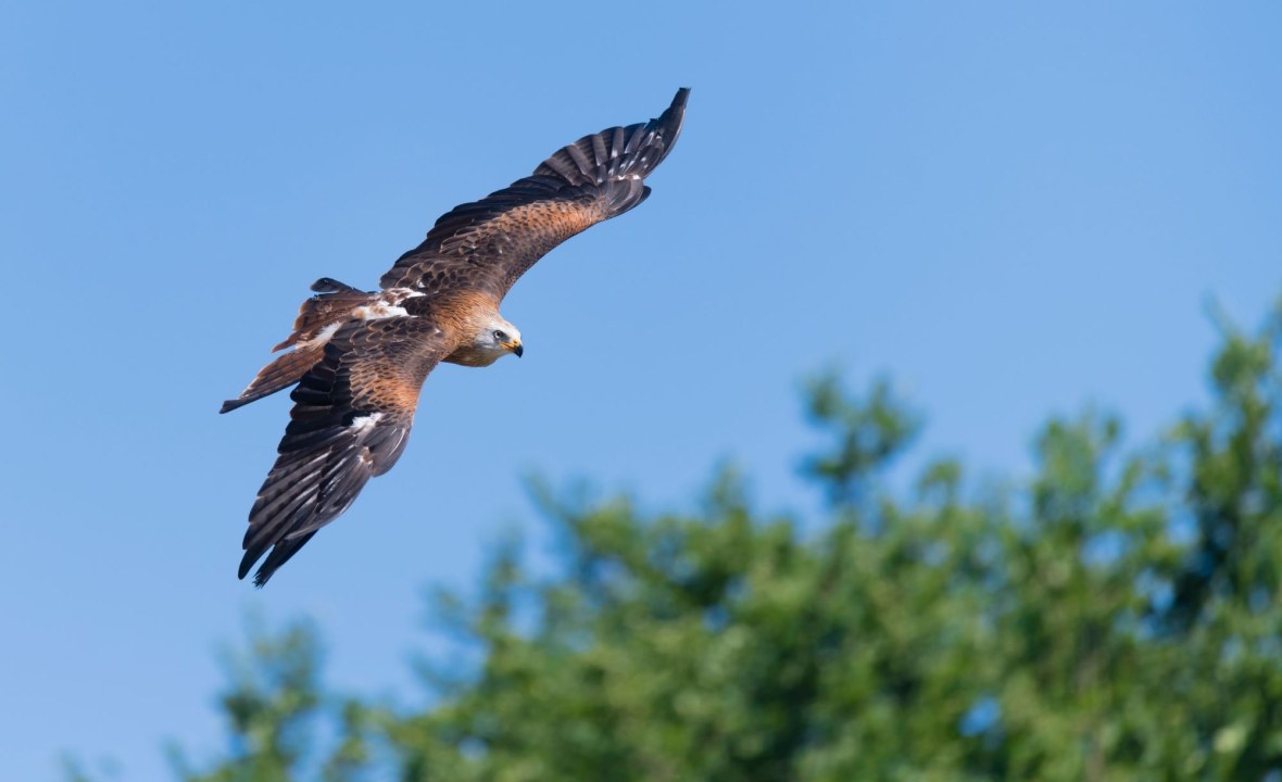 Rotmilan_fliegend | ©  Christoph Bosch