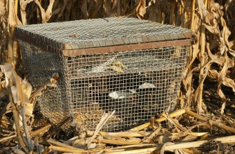 Ein Drahtkorb mit einem Habicht drin, der gefangen wurde | © GLUS