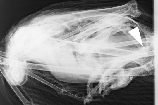 Röntgenbild Gänsegeier | © LMU München