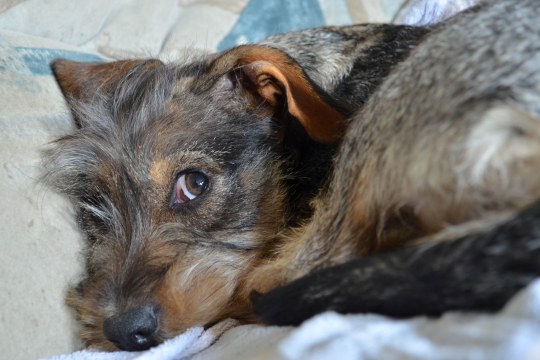 Hund | © Thomas Staab