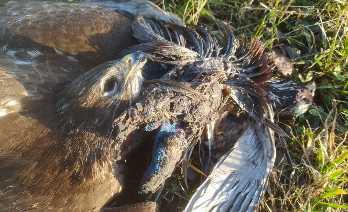 Vergifteter Maeusebussard bei Moos | © H. Tauber