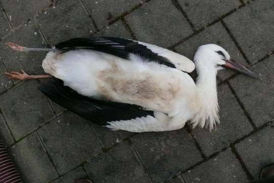 Vergifteter Storch Nahaufnahme - Werner Hellwig