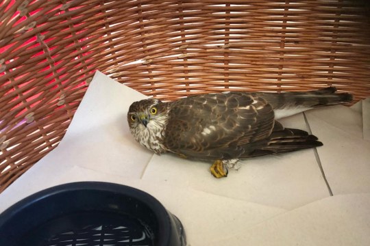 Der angeschossene Sperber in einem Korb in der Tierklinik | © Tierklinik Miltach/Roidl
