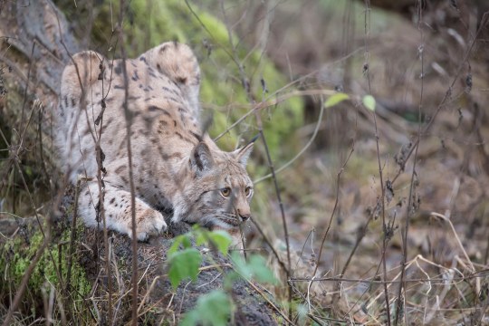 Luchs liegt auf der Lauer | © Ralph Sturm