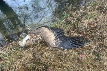 Gänsegeier | © Susanne Wiesner