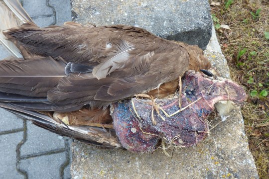 Tote Rohrweihe liegt neben einem vergifteten Fleischstück, das ein blaues Granulat auf sich hat | © Franz Wagner