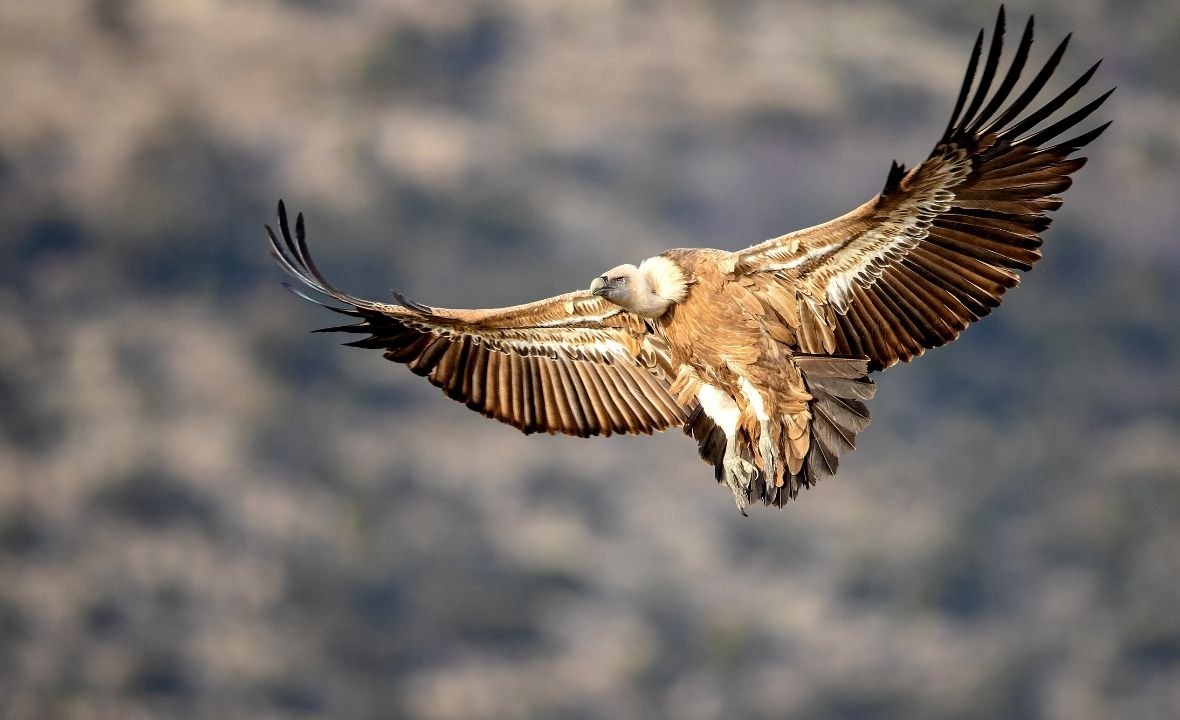 Gaensegeier | © Gunther Zieger