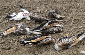 Vergiftete Rotmilane | © F. Buechig