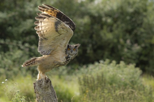 Fliegender Uhu | © R. Roessner