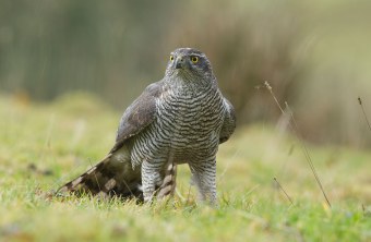 Habicht steht auf einer Wiese | © Rosl Rößner