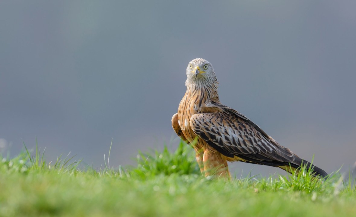 Rotmilan auf Wiese | © Christoph Bosch (Archivbild)