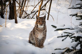 Erwachsener Luchs sitzt im Schnee | © Franziska Baur