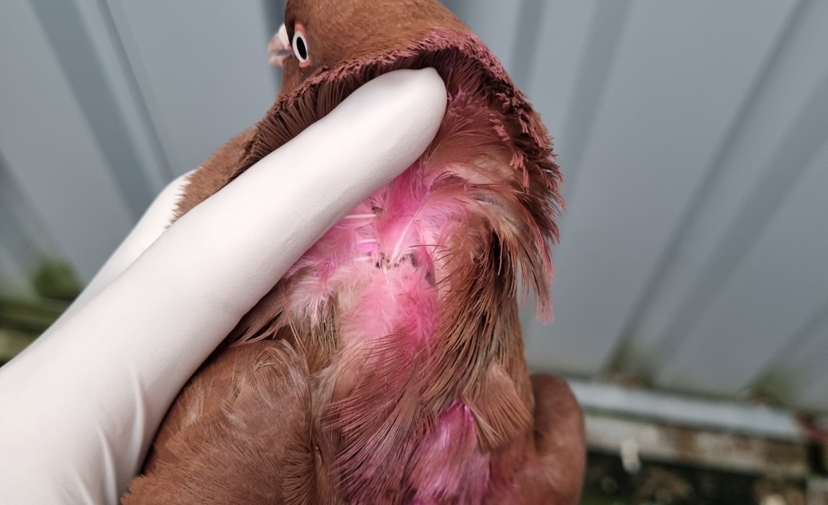 Taube Nittendorf Nacken | © Ferdinand Baer