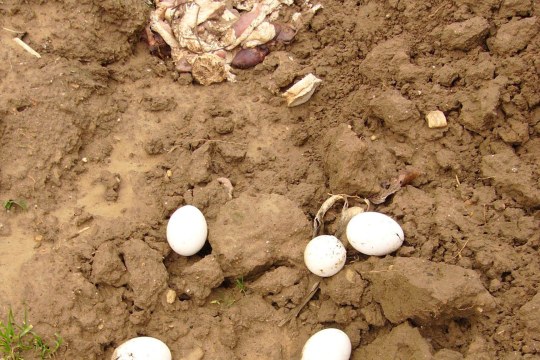 Vergiftete Hühnereier und Schlachtabfälle ausgelegt auf einem Acker | © Komitee gegen den Vogelmord e.V.