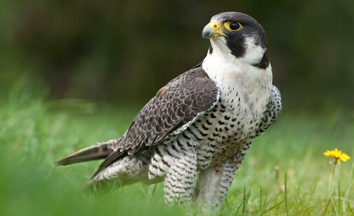 Wanderfalke steht auf einer grünen Wiese | © Rosl Rößner