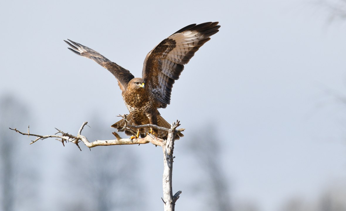 Mäusebussard | © Dr. Olaf Broders