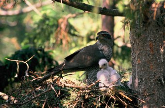 Habicht im Horst mit Jungvögeln | © Zdenek Tunka