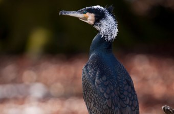 Portraitaufnahme eines Kormoranes, er steht aufrecht und man sieht ihn von hinten, der Kopf ist nach links geneigt | © Marcus Bosch