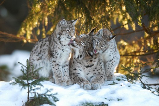 Drei Luchse schmusen im Schnee | © Manfred Waldhier