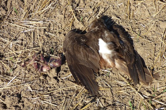 Tote Rohrweihe auf einem Feld, daneben das vergiftete Fleischstück | © Franz Wagner
