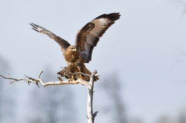 Mäusebussard auf einem Ast   | © Dr. Olaf Broders