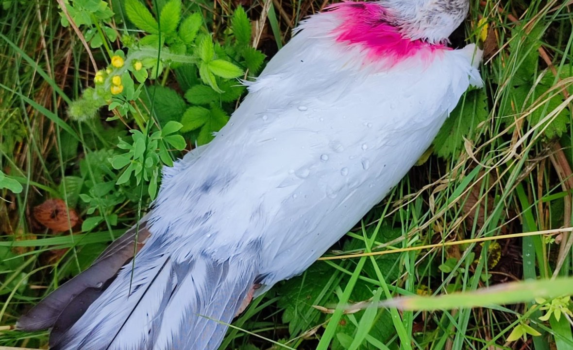 Kamikazetaube | © Karsten Hofmann