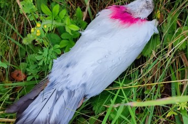 Kamikazetaube | © Karsten Hofmann