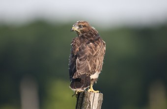 Mäusebussard sitzt auf einem Pfahl mit dem Rücken zur Kamera, er schaut schräg nach links hinter sich | © Zdenek Tunka