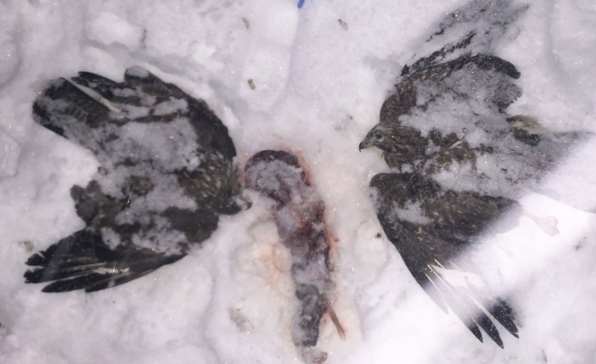 vergiftete Mäusebussarde | © Bettina-Schröfl