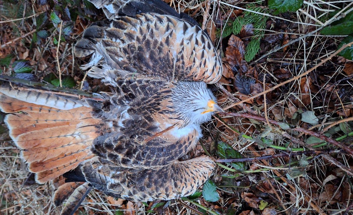 Vergifteter Rotmilan | © Brigitte Kraft