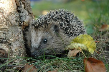 Igel | © Peter Bria