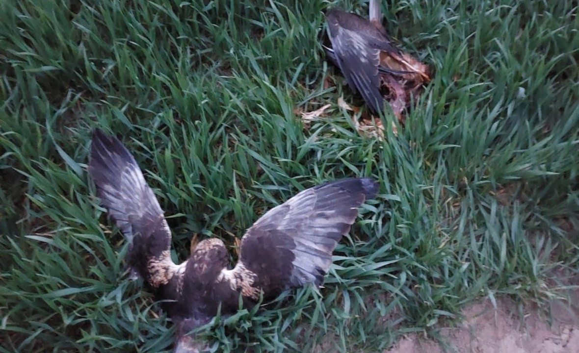 Rohrweihen | © Herr Jungenheimer