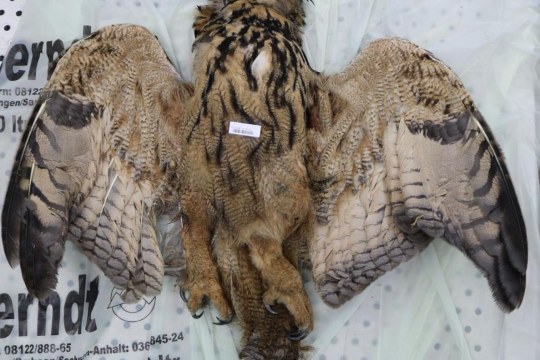 Uhu | © LGL Oberschleißheim