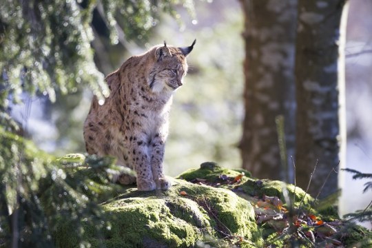 Luchs auf Felsen | © Markus Bosch