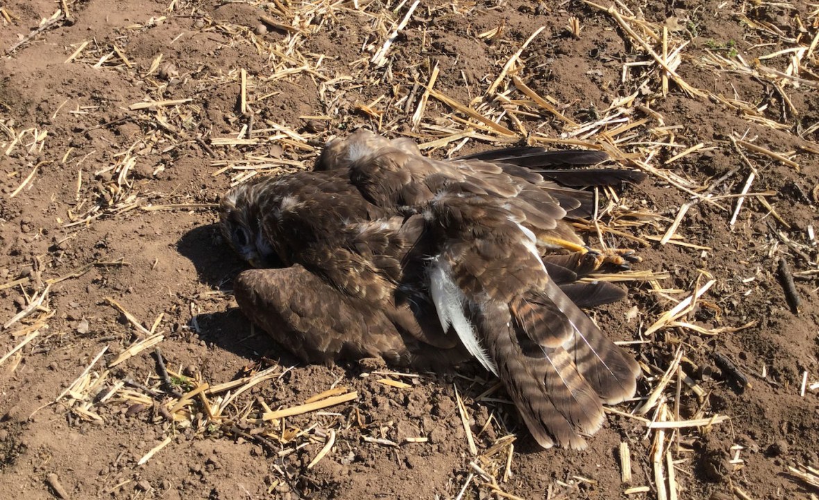 Toter Mäusebussard auf Acker | © W. Hoerlbacher