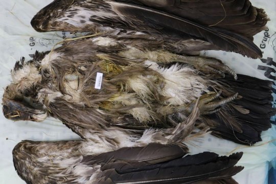 Gänsegeier | © LGL