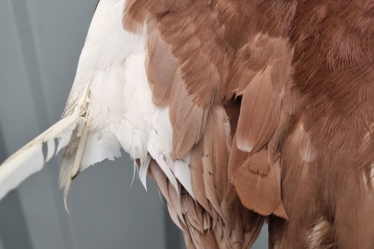 Taube Nittendorf Flügel quer | © Ferdinand Baer