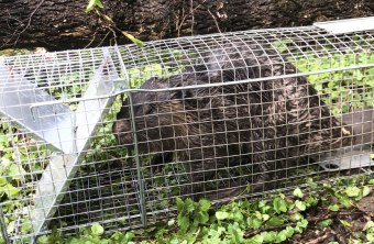 Reusenfalle mit gefangenem Biber | © Bettina Schröfl