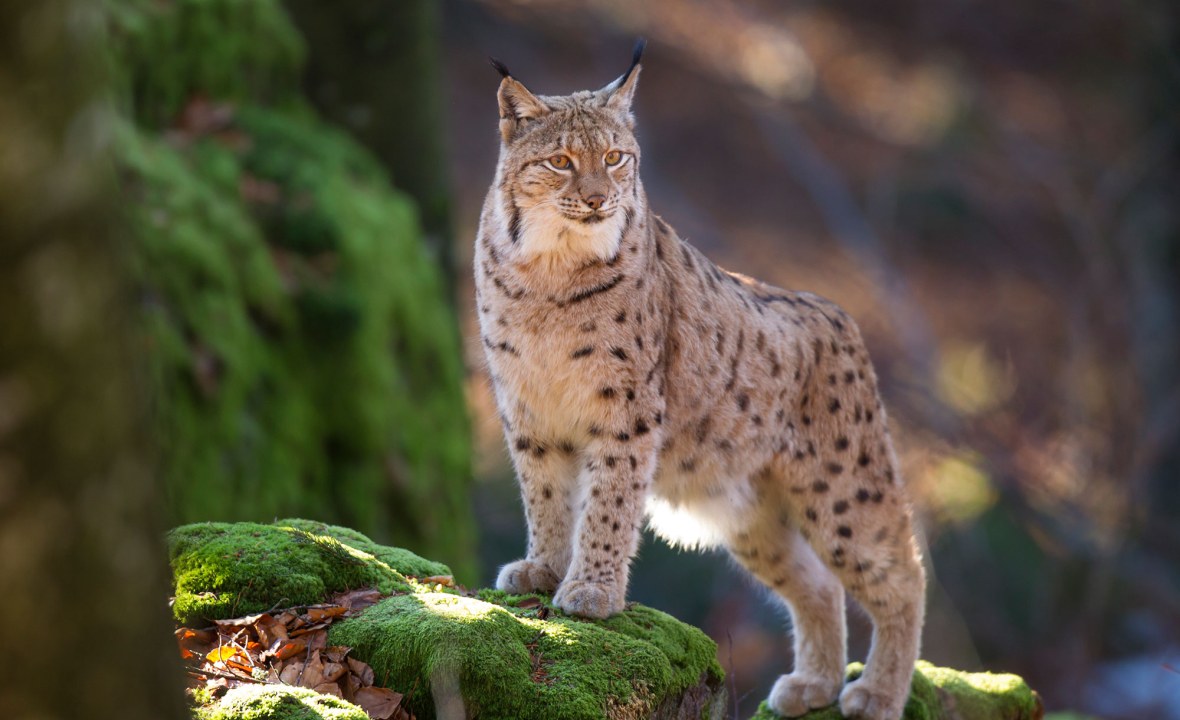 Luchs auf einem moosbewachsenen Fels | © Marcus Bosch