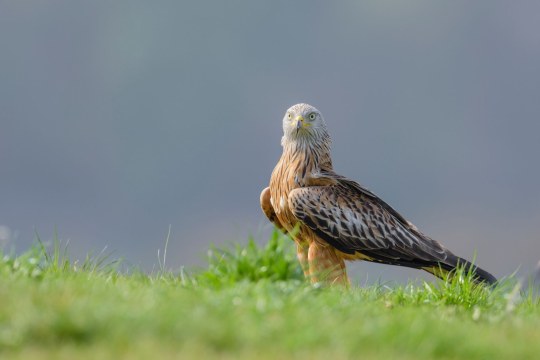 Rotmilan auf Wiese | © Christoph Bosch